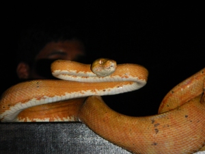 The sweetest yellow python I ever met.